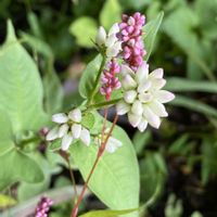 ミゾソバ,ミゾソバ,ツリガネニンジン,ツリガネニンジン,イヌタデの画像