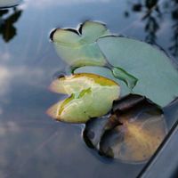 スイレン,ハス,ビオトープ,おうち園芸,2025ビオトープ@きっぺぇの画像