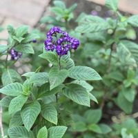 ニオイスミレ,ヘリオトロープ,ヘリオトロープ(別名:チェリーパイ),布引ハーブ園の画像