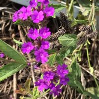 宿根バーベナの画像