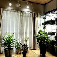 アガベ,ザミア,塊根植物,アガベ属,植物育成ライトの画像