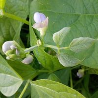 ホトトギス,つるなしインゲン,インゲン,サンビリーバブル,うちの庭からの画像