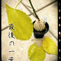 ネリネ,スタペリア,ガガイモ,ハイビスカス ホワイトバタフライ,マテレア シクロフィラの画像