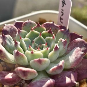 沙羅姫牡丹,沙羅姫牡丹,今日の多肉,多肉愛が止まらない,多肉が好き♡の画像