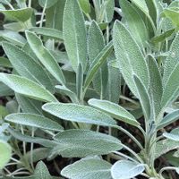 コモンセージ,ハーブ,ハーブティー,ハーブのある暮らし,もんハーブ園の画像