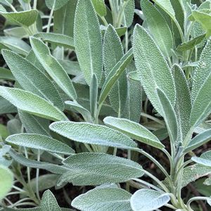 コモンセージ,ハーブ,ハーブティー,ハーブのある暮らし,もんハーブ園の画像