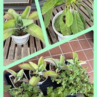 アボカド,アボカド,ストロベリーキャンドル,ストロベリーキャンドル,アロマティカスの画像