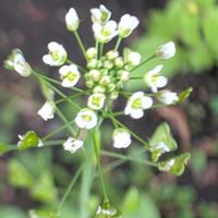 ナズナ,ハイビスカスロバッス,山野草,癒し,花のある暮らしの画像