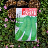 ヒメツルソバ,ワイヤープランツ,キヌサヤエンドウ,キヌサヤエンドウ,オランダエンドウマメの花の画像