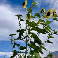 ヘチマ,小菊,向日葵,風車菊,食用菊の画像