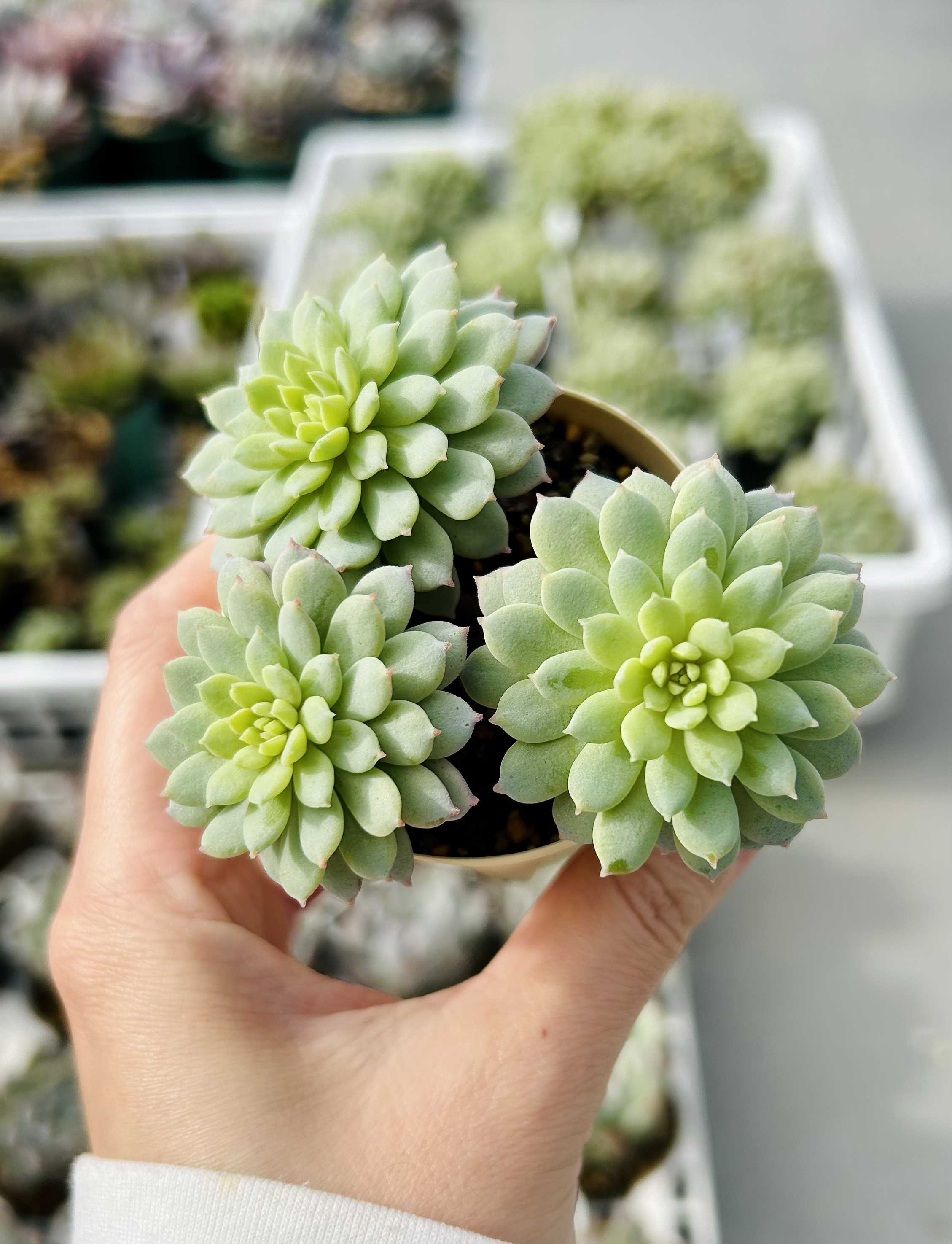 ミックスベリア ちょこんの一覧｜🍀GreenSnap（グリーンスナップ）