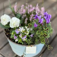 カルーナ,コクリュウ（黒竜）,八重咲きパンジー,ビオラ・リトルコニー,クローバー・ティント　ナイトの画像