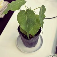 インドボダイジュの画像