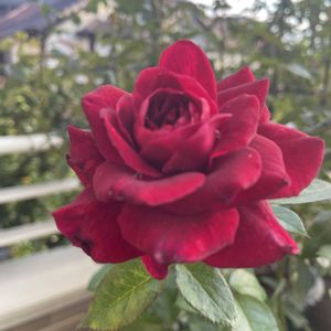 バラ,バラ,マイガーデン,薔薇♪,今日の一枚の画像