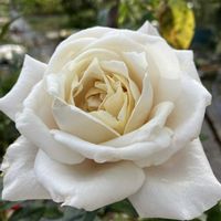 大豆,薔薇♪,秋の花,福島県,家庭菜園の画像