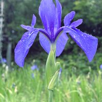 カキツバタ,チーム・ブルー,チーム岐阜,お祝いpic,ハロウィン月間の画像