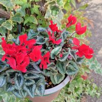 アジサイ,バコパ,パンジー・ビオラ,ヘデラ,ルビーネックレスの画像