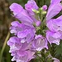 ハナトラノオ,かわいい,癒される,美しい,ケーキの画像