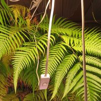 タカワラビ,キンモウコウ,ジオ・ゴールデン・ボバイン,観葉植物,癒しの画像