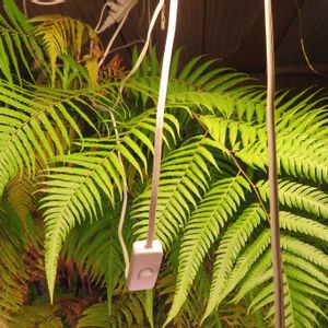 タカワラビ,キンモウコウ,ジオ・ゴールデン・ボバイン,観葉植物,癒しの画像