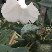 チョウセンアサガオの画像