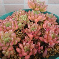 ヒポエステス,ピンクルルビー,ピンクルルビー,多肉植物,葉挿しの画像