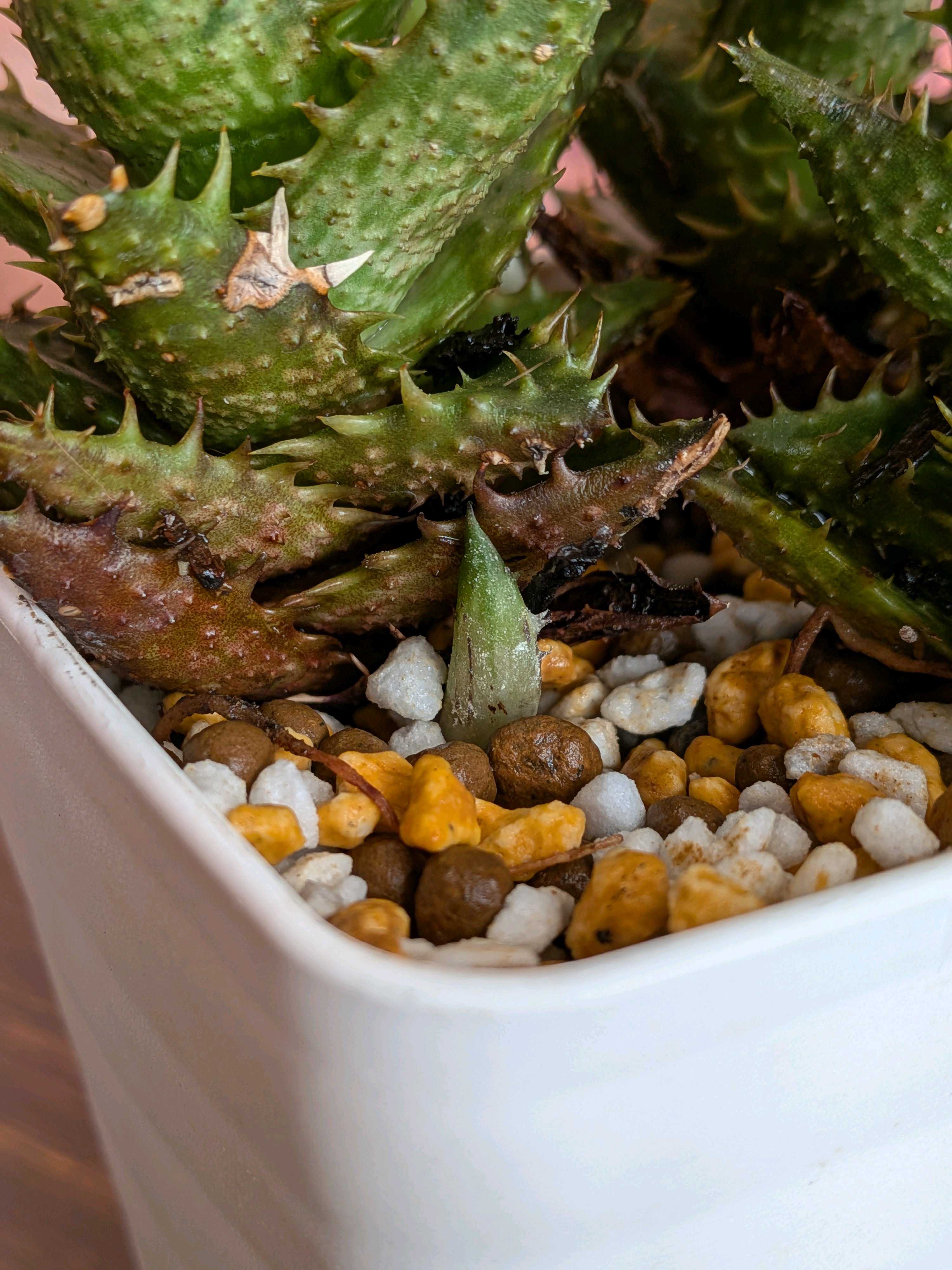 1761291328496_137205_p_2025102