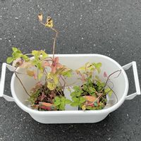 モナルダ,お見切り品♡ ✧*｡٩(ˊωˋ*)و✧*｡の画像