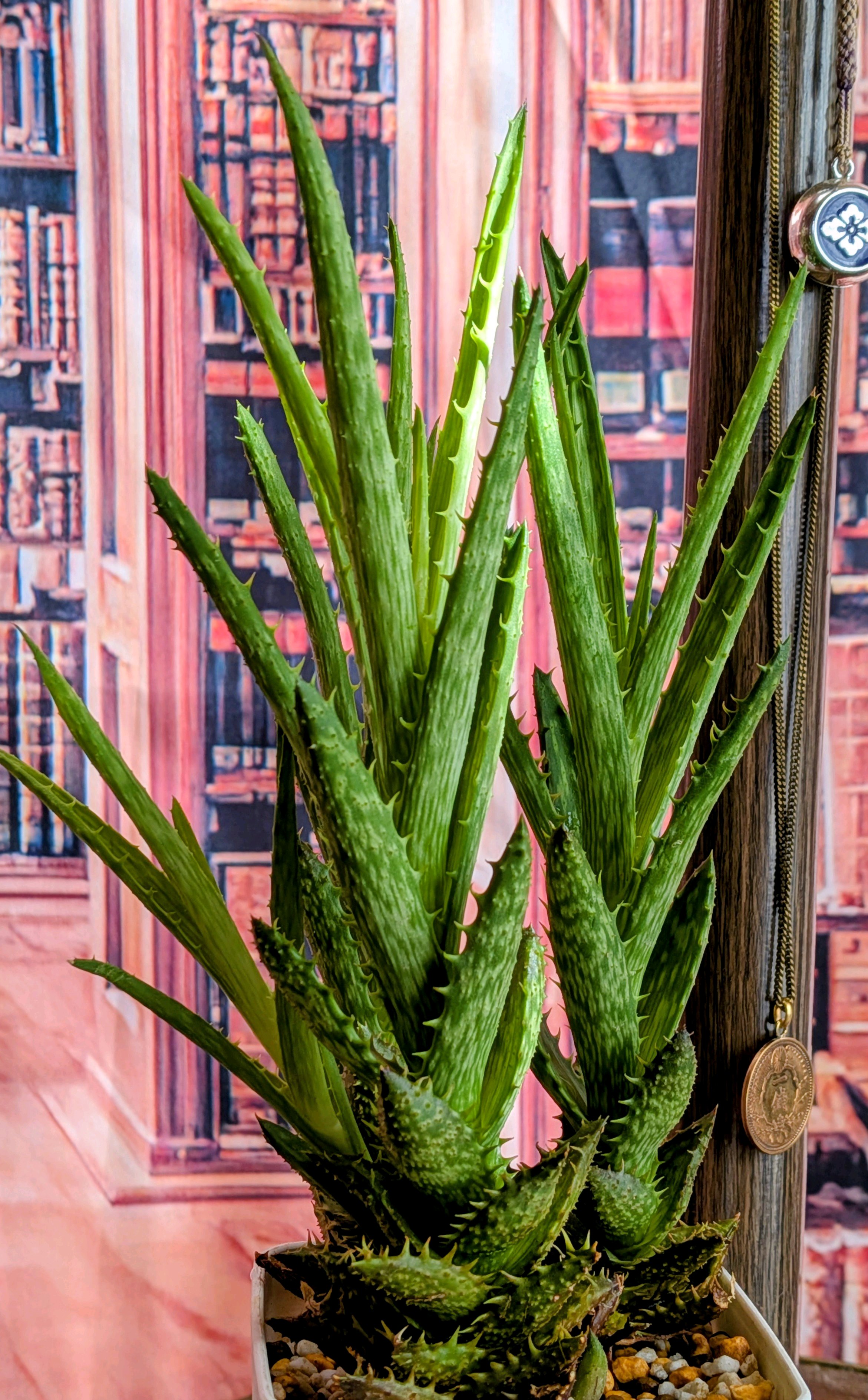 翡翠殿は紅く染まるか？｜🍀GreenSnap（グリーンスナップ）