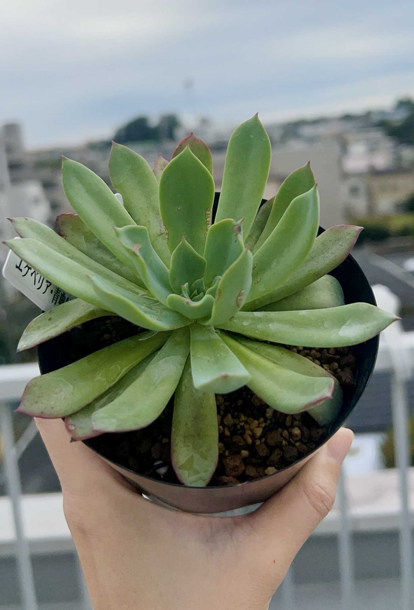 青典牡丹の一覧｜🍀GreenSnap（グリーンスナップ）