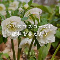 花のある暮らし,肥料,自然暮らし,花の肥料,水に溶かして速く効く粉末液肥の画像