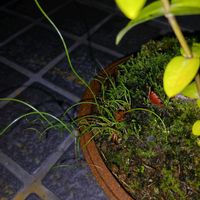 ラセンイの画像