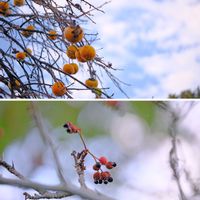 カキ,サンショウ,広い庭の画像