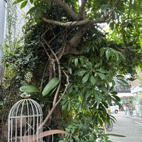 アジサイ,シェフレラ,ススキ,木曜日は木,梅田茶屋町界隈の画像