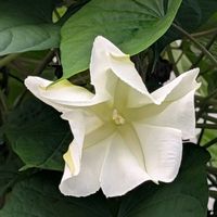 ヨルガオの画像