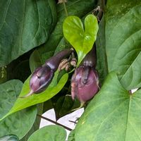 ヨルガオの画像