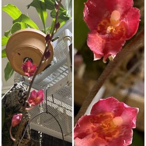 バンダ,ハウエアラ ラバ バースト,ウッティパナラ マヌーンヤ,花芽,花のある暮らしの画像