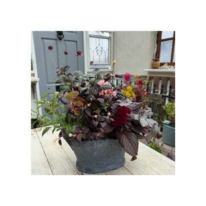 ガイラルディア,ケイトウ,トルコキキョウ,ヒューケラ,千日小坊の画像