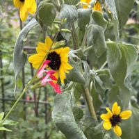 チェリーセージ,ミセバヤ,エッチュウミセバヤ,ノゲイトウ,ミニひまわりの画像