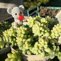 ニシキギ,ラムズイヤー,ビア ホップ,いつもありがとう♡,まつぴよさんｿｯｸｽﾌｧﾐﾘｰ♥️の画像