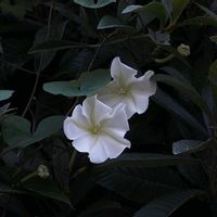 ヨルガオ,山野草の画像