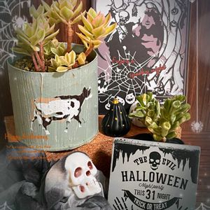 ベビーサンローズ,斑入り,ベビーサンローズ(斑入り),ゴーラム（宇宙の木）,ゴーラム錦の画像