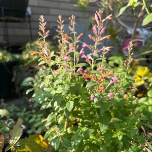 キンギョソウ,ゲウム,アガスターシェ,ケイトウ セロシア,アガスターシェ アリゾナ サンセットの画像