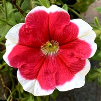 ペチュニア,お出かけ先にての画像