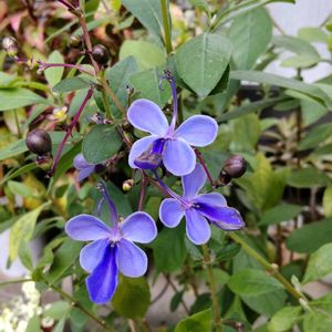 クロデンドルム　ブルーウィング,クロデンドルム　ブルーウィング,鉢植え,花のある暮らし,季節のお花の画像