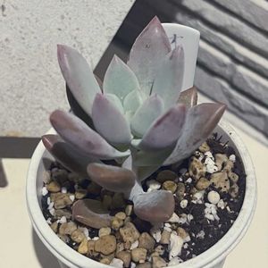 オパリナ,植え替え,多肉のある暮らし,もらいもの,多肉の土の画像