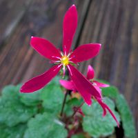 大文字草,紅司,大文字草 紅司,山野草,ユキノシタ科の画像