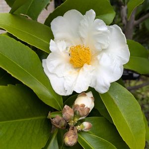 ゴードニア,目玉焼きの木,常緑樹,嬉しい出会い,ツバキ科♡の画像