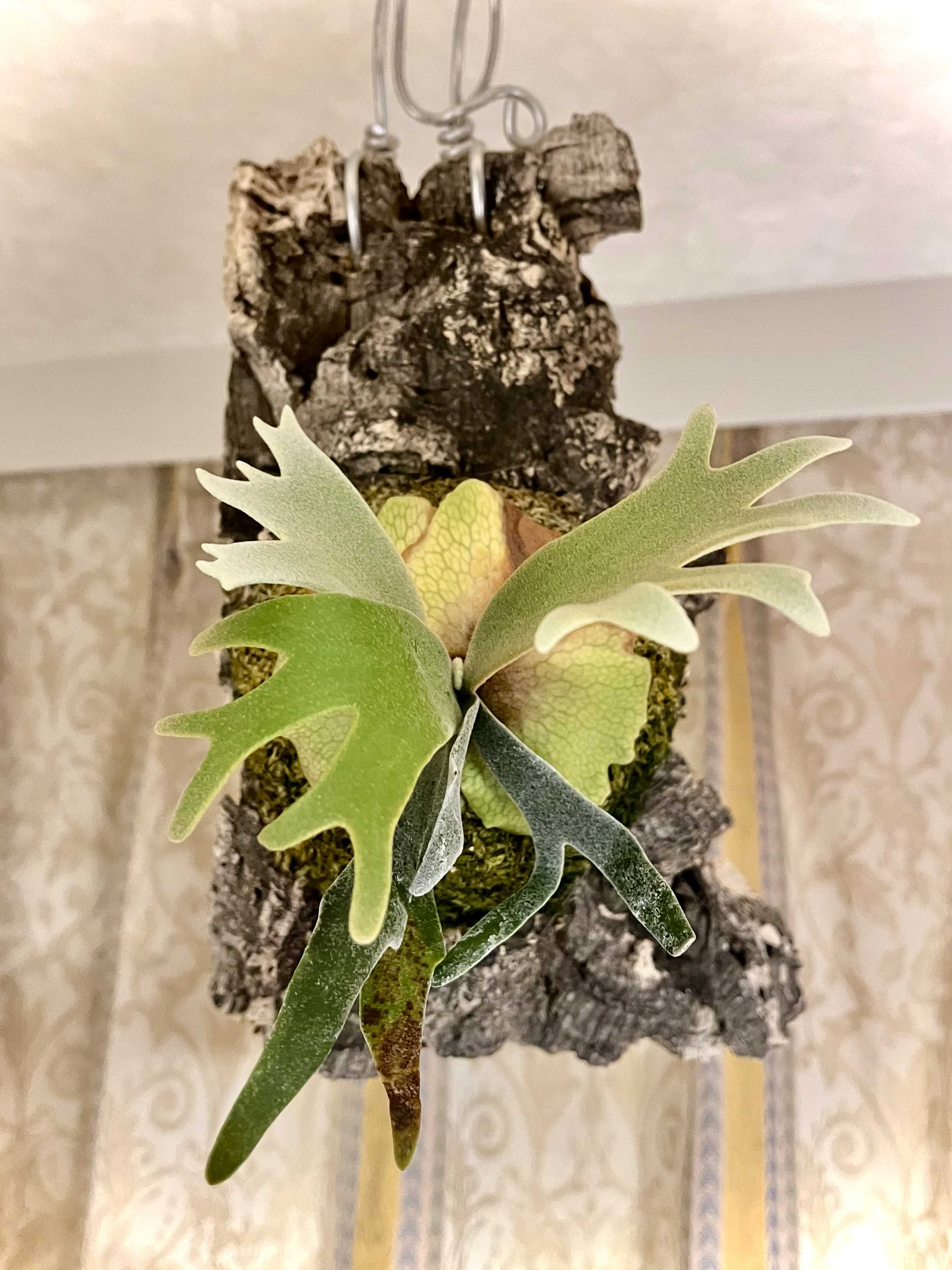 ジェイドガールの胞子葉 ビカクシダの森