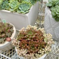 ハートカズラ,白牡丹,春萌,エレガンス,ピンクルルビーの画像